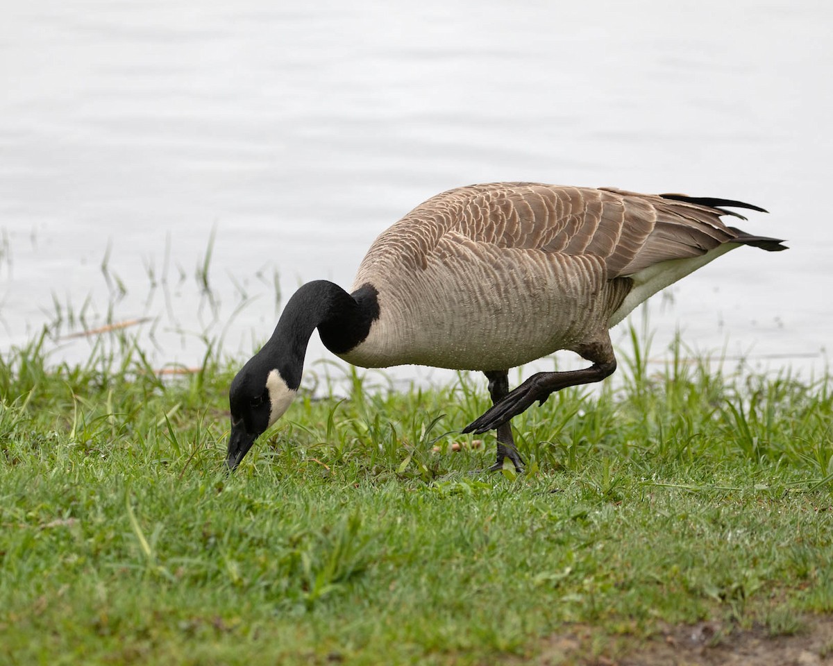 Canada Goose - ML635445835