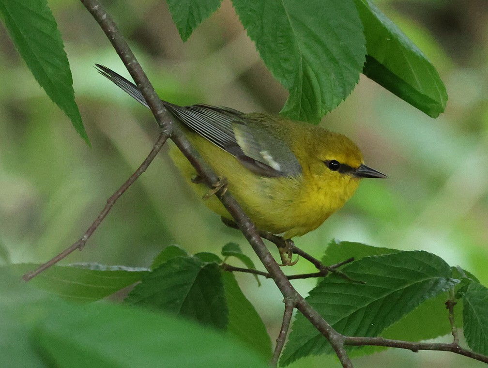 lesňáček modrokřídlý - ML635445840