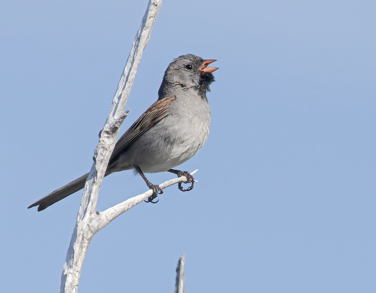 Black-chinned Sparrow - ML635445867