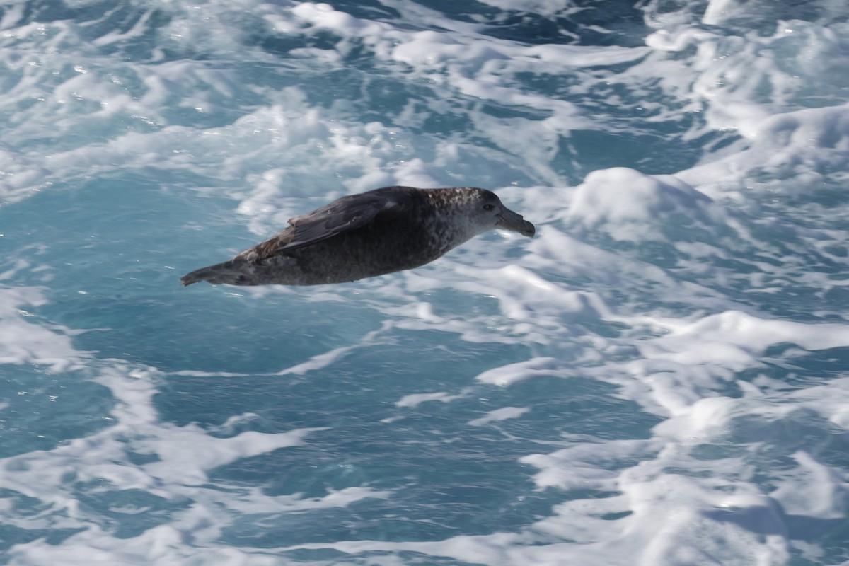 Southern Giant-Petrel - ML635445896
