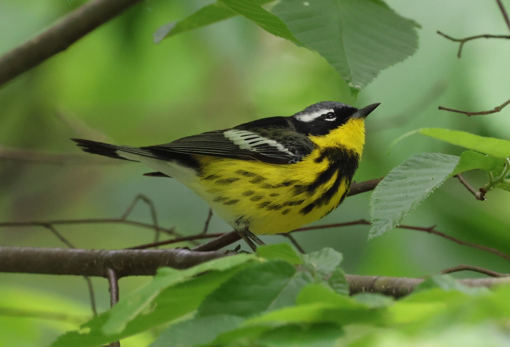 lesňáček tajgový - ML635445898