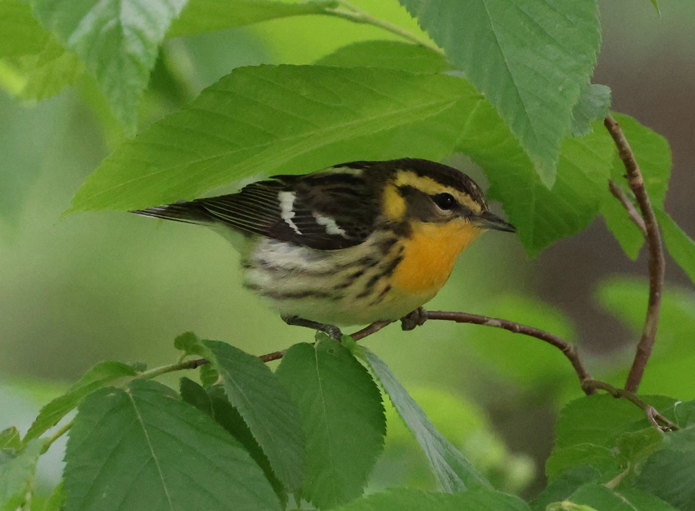 lesňáček jedlovcový - ML635445935