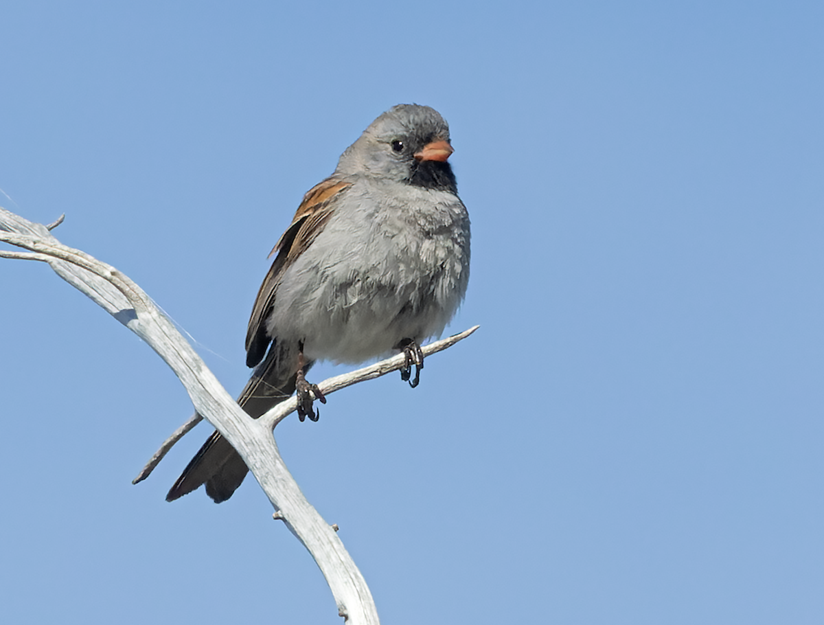Black-chinned Sparrow - ML635445937