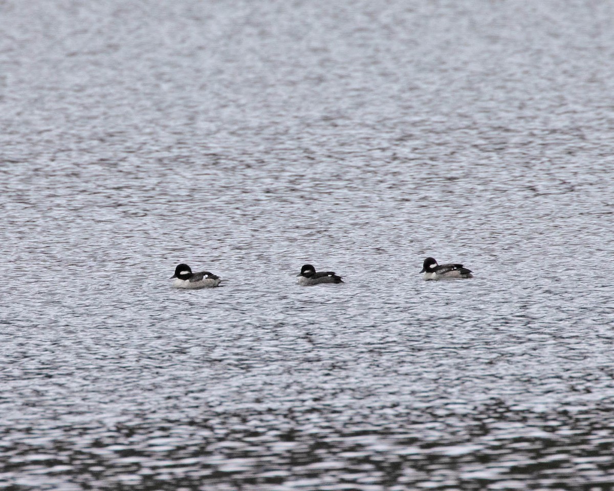 Bufflehead - ML635445955