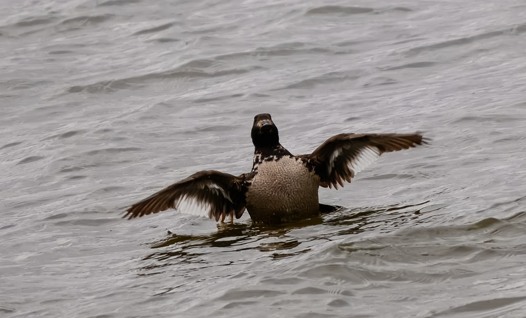 White-winged Scoter - ML635445990
