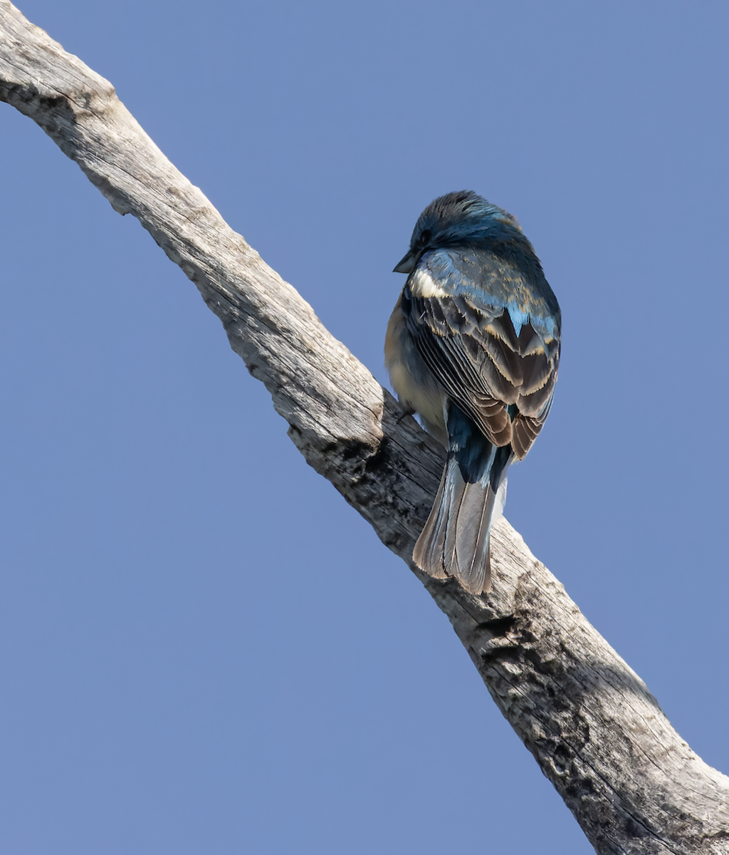 Lazuli Bunting - ML635446031