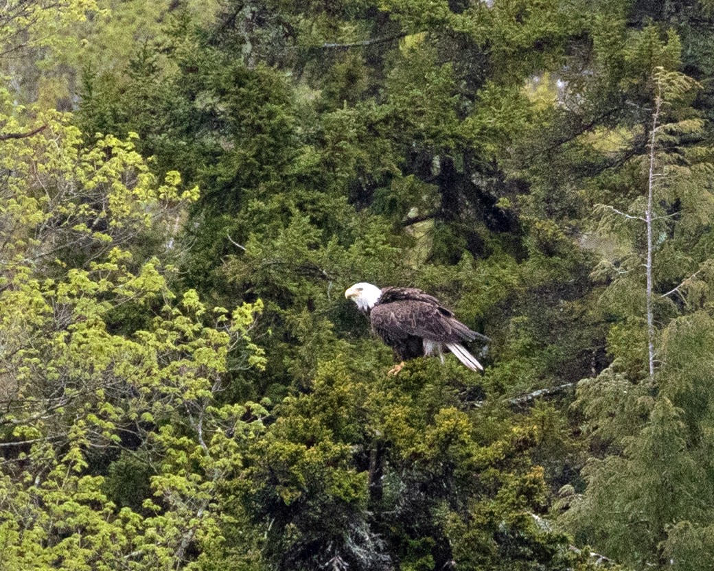 Bald Eagle - ML635446086