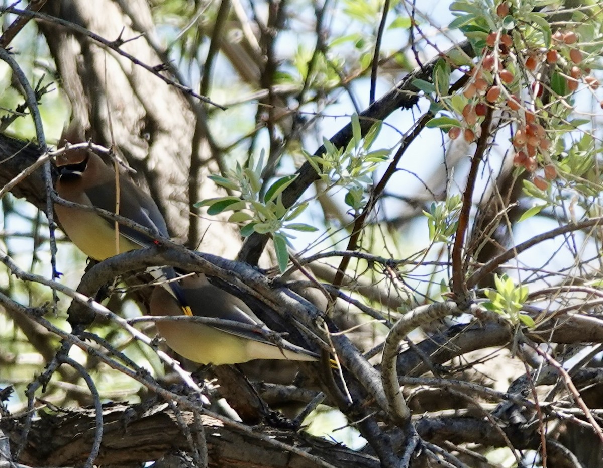 Cedar Waxwing - ML635446106