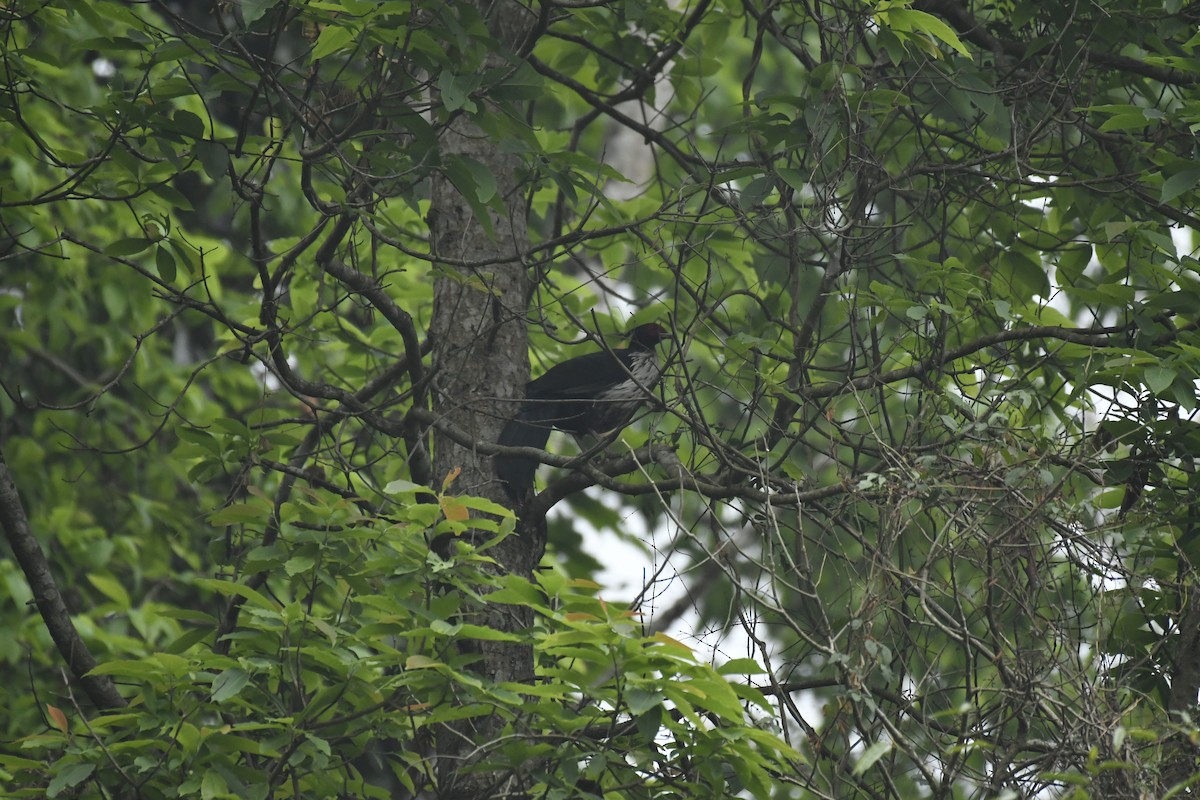 Kalifasan - ML635446164