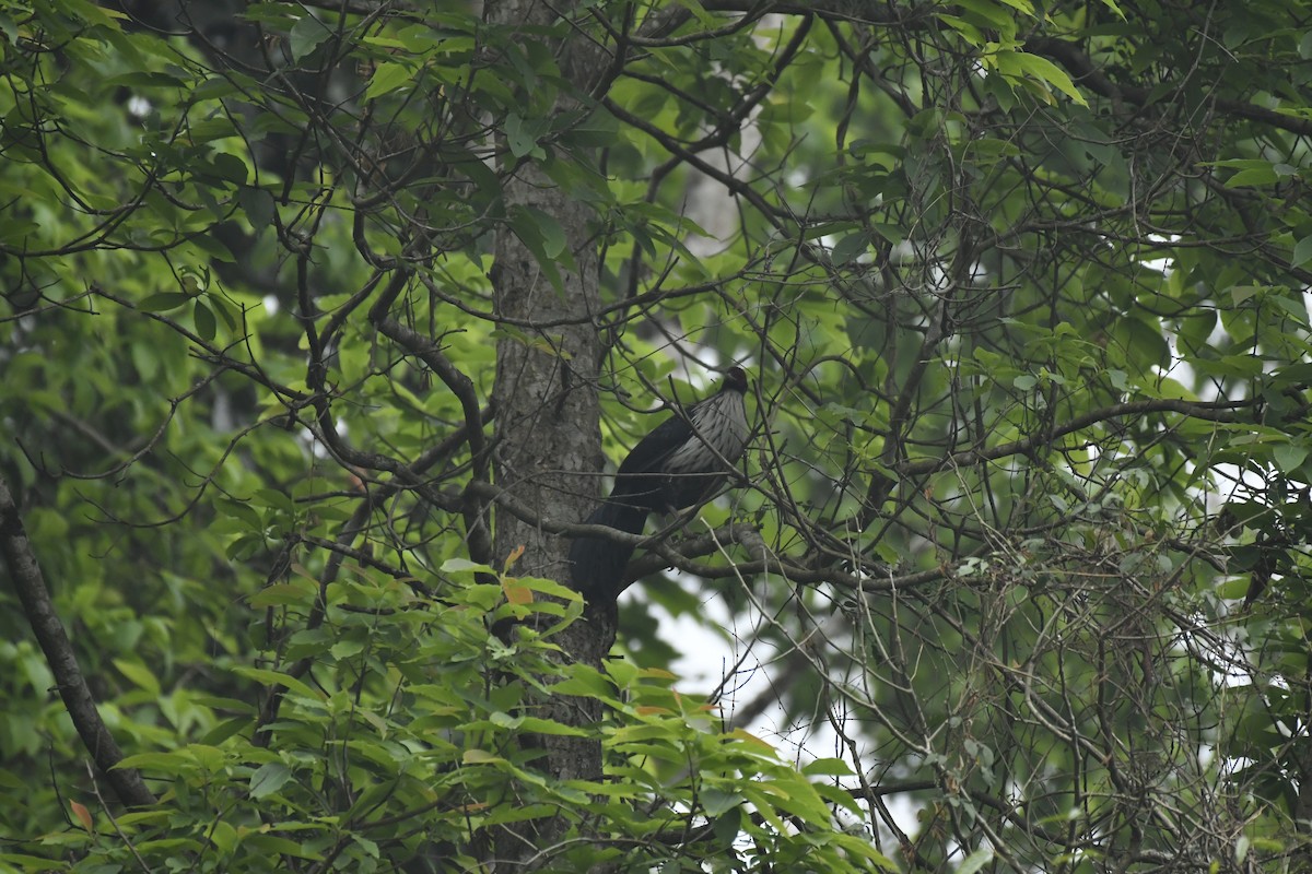 Kalifasan - ML635446167