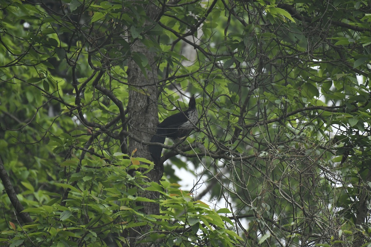 Kalifasan - ML635446168