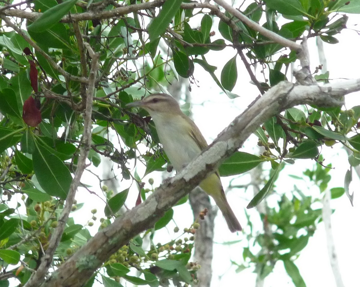 Black-whiskered Vireo - ML635446254