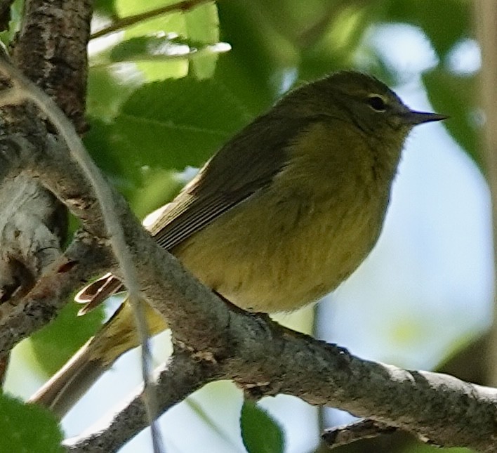 Orange-crowned Warbler - ML635446283