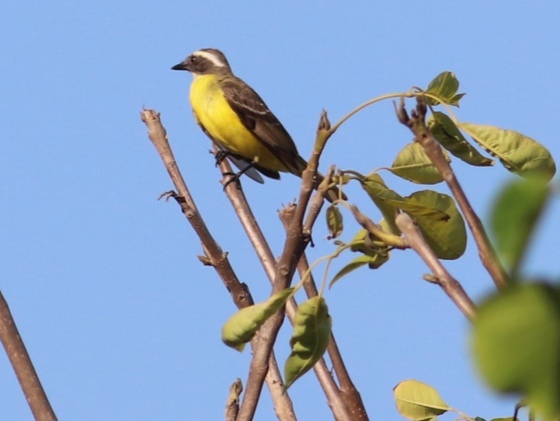 Social Flycatcher - ML635446305