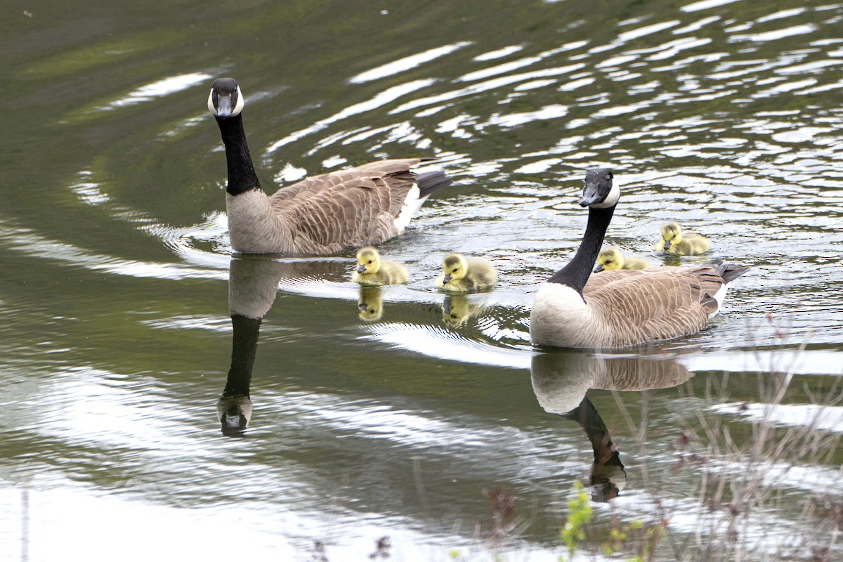 Canada Goose - ML635446314