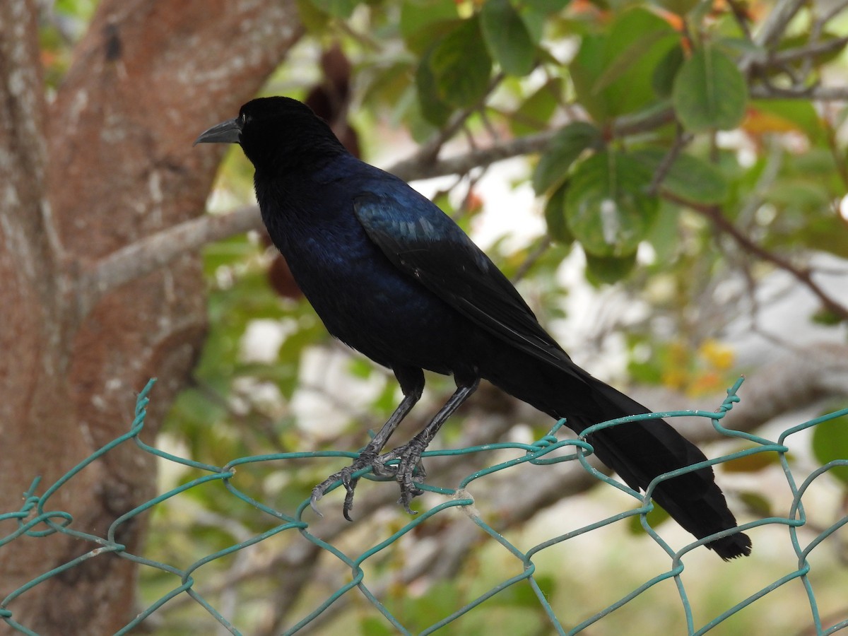 vlhovec velkoocasý - ML635446342