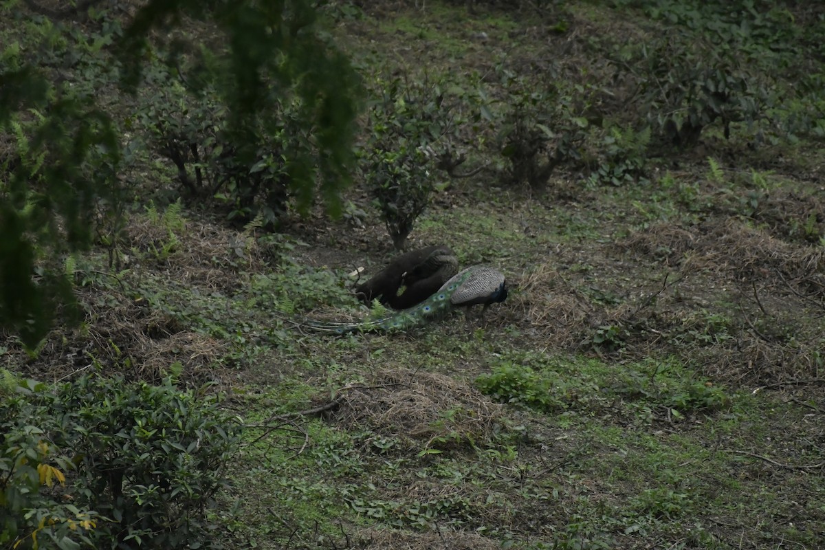 Indian Peafowl - ML635446404