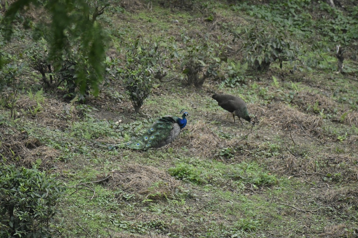 Indian Peafowl - ML635446407