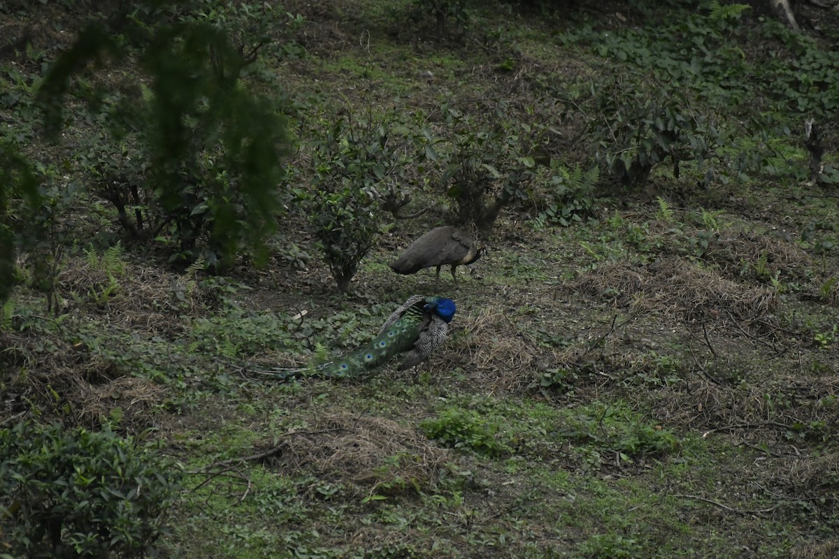 Indian Peafowl - ML635446408
