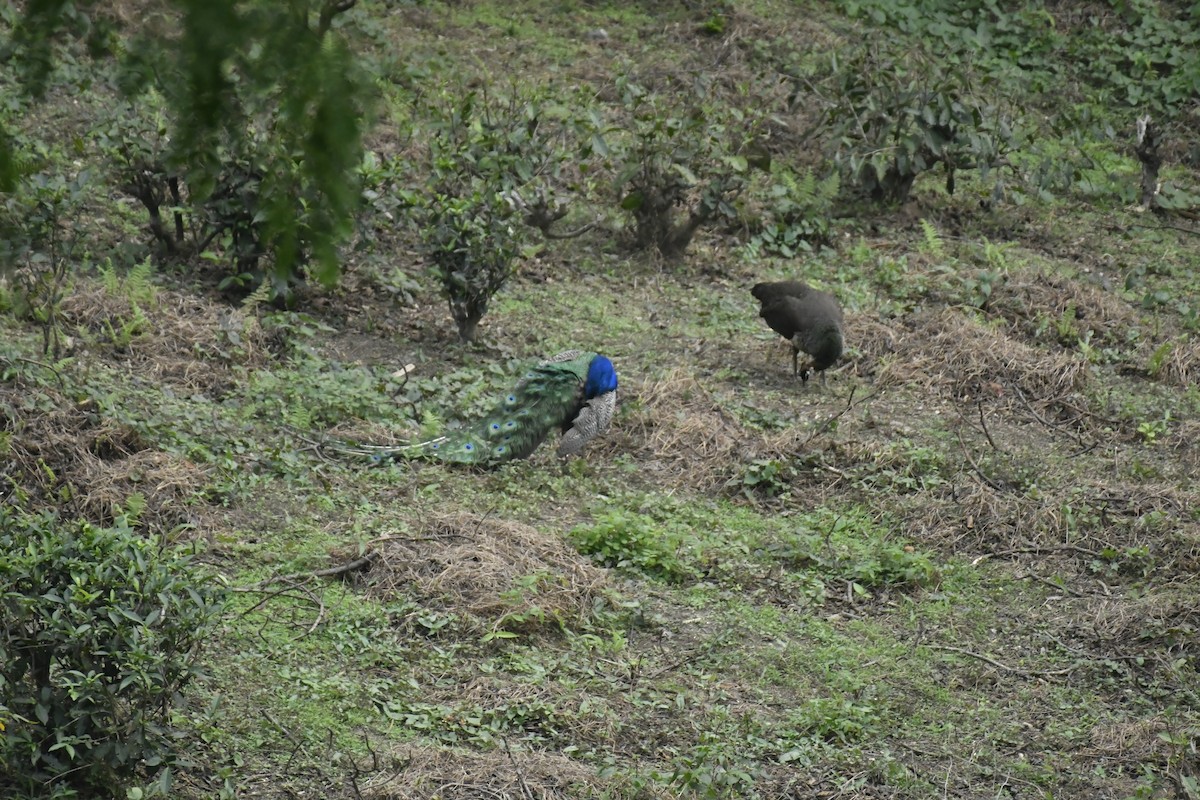 Indian Peafowl - ML635446409