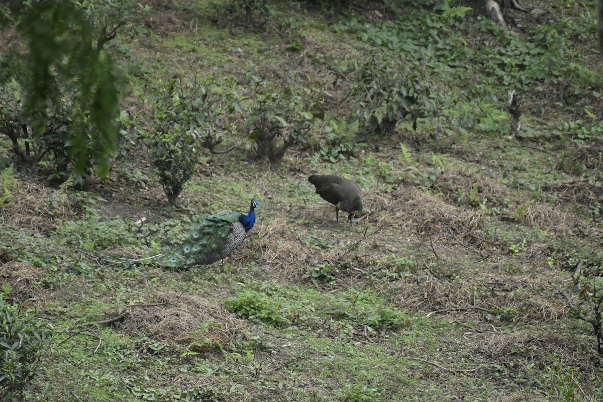 Indian Peafowl - ML635446410
