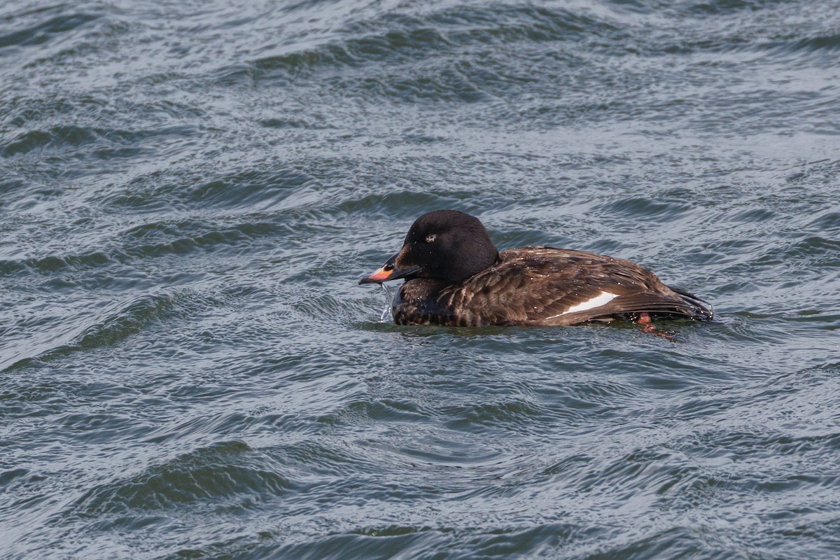 White-winged Scoter - ML635446538