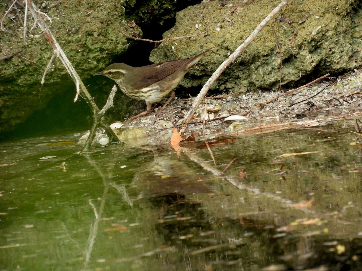 lesňáček olšový - ML635446579