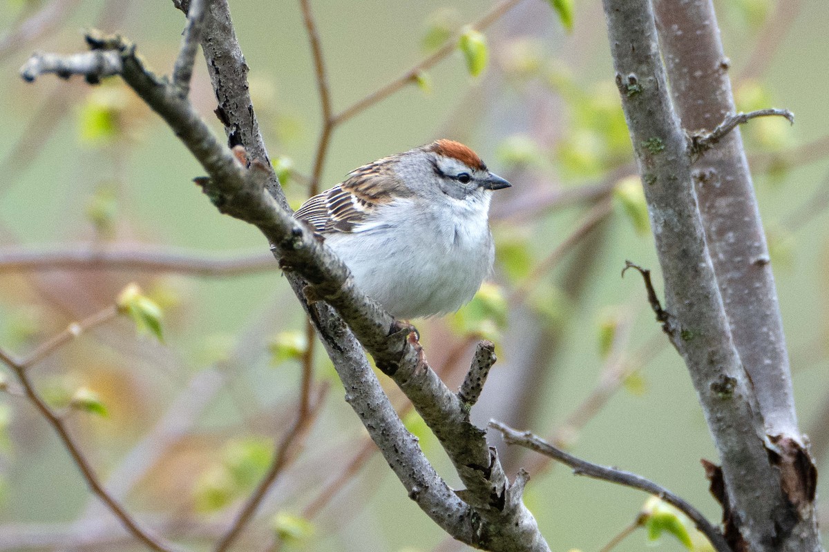 Chipping Sparrow - ML635446605