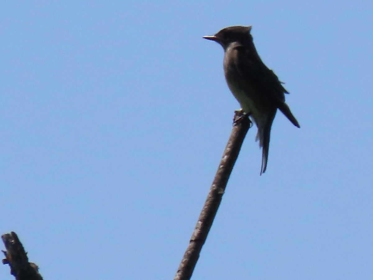 Olive-sided Flycatcher - ML635446656