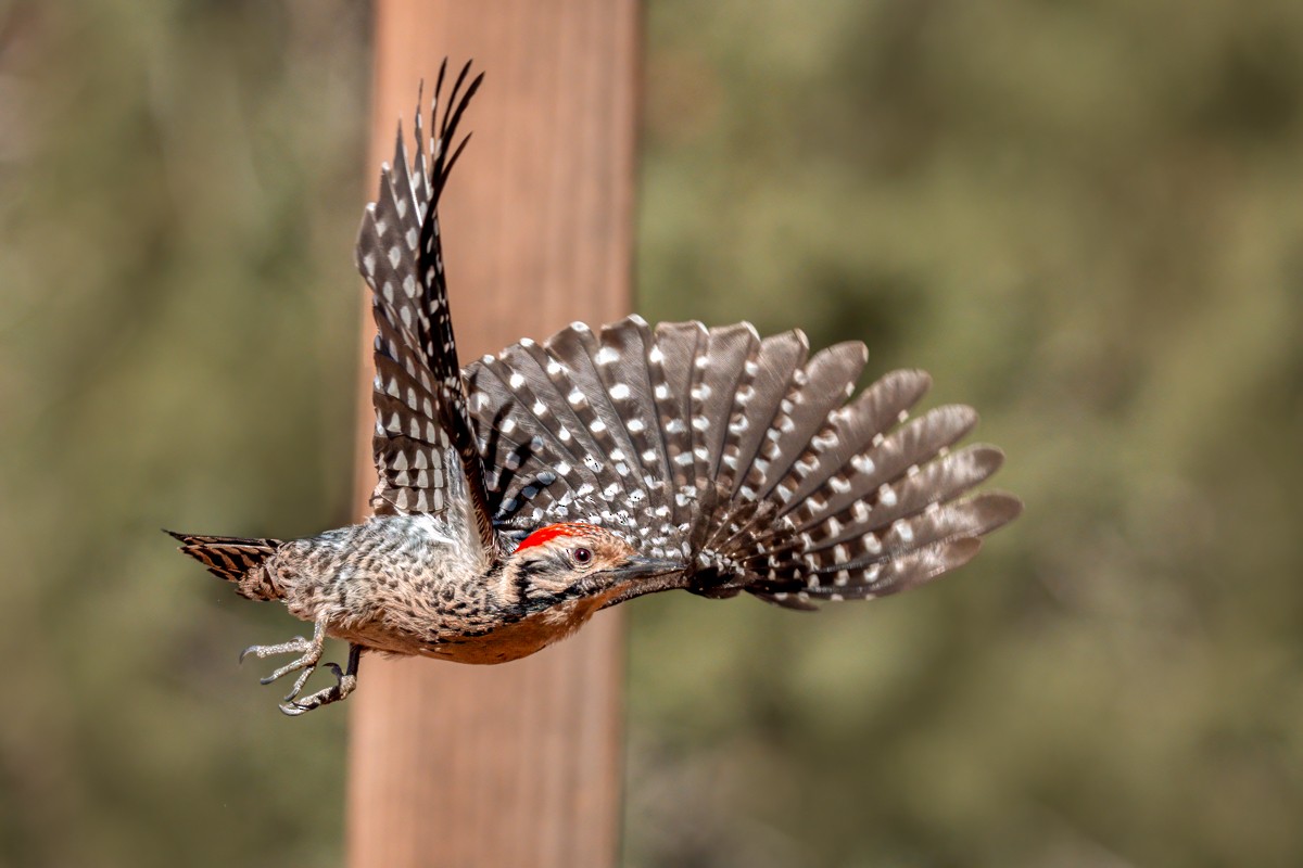 Ladder-backed Woodpecker - ML635446665