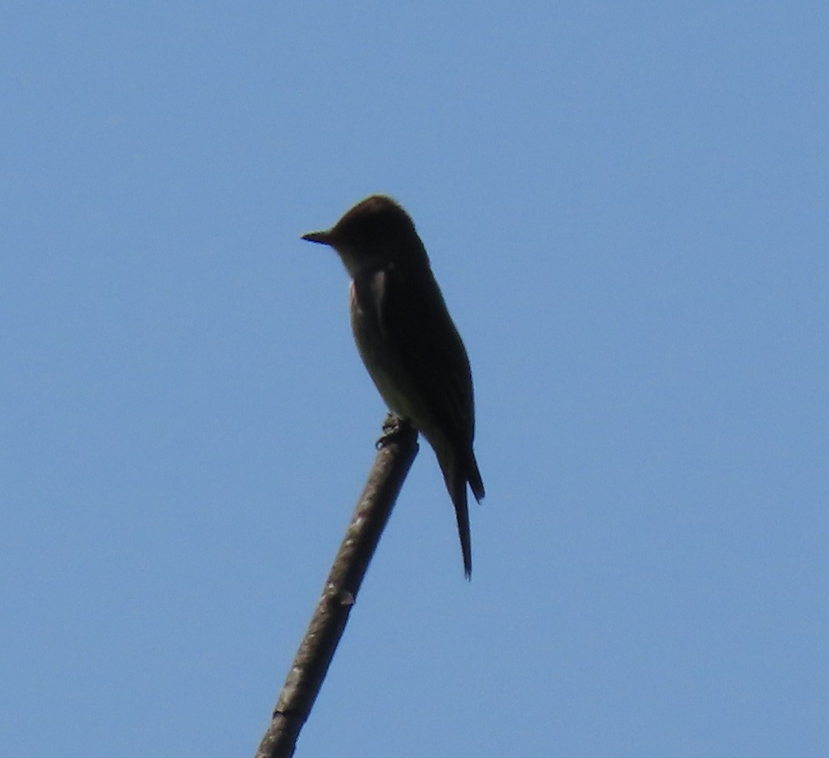 Olive-sided Flycatcher - ML635446667
