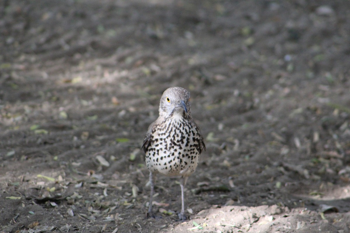Gray Thrasher - ML635446671