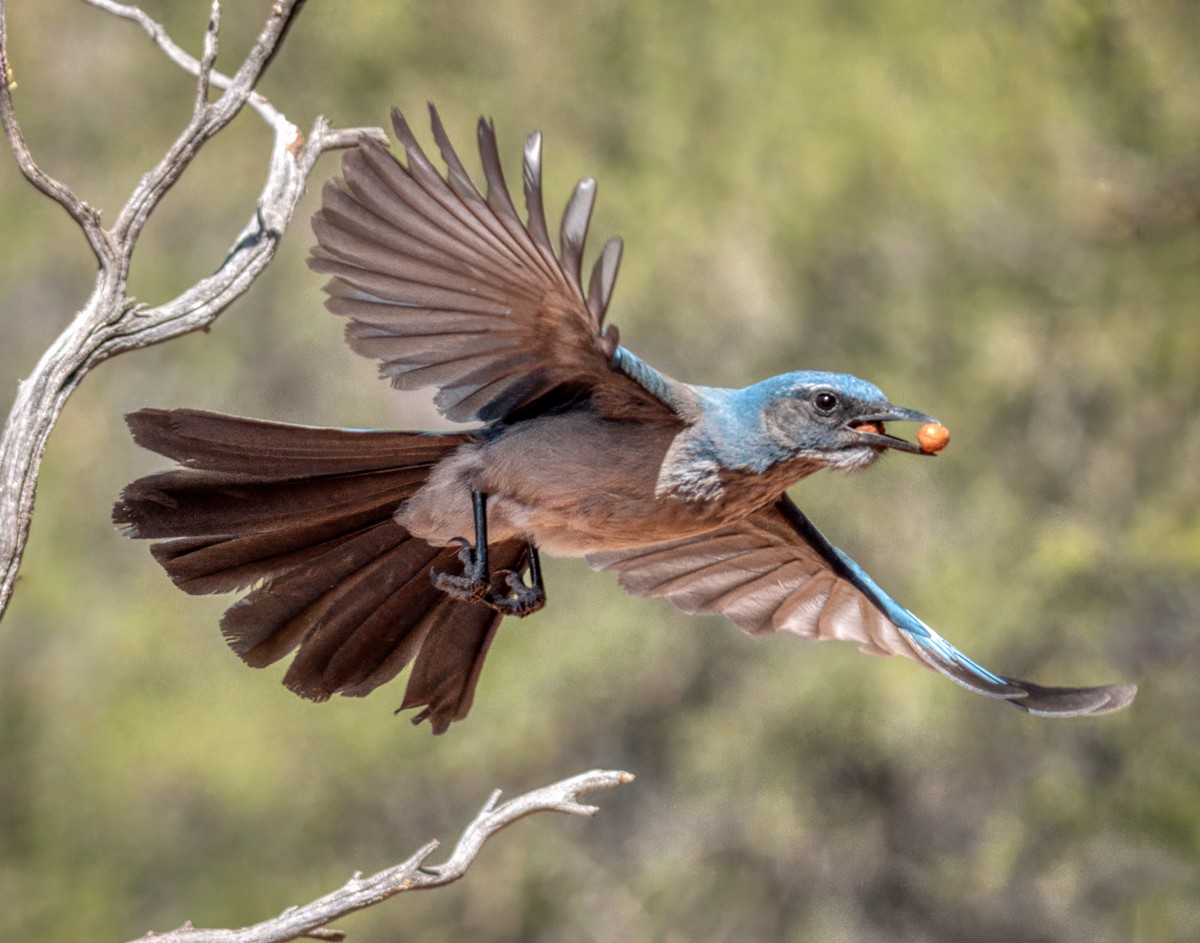 Woodhouse's Scrub-Jay - ML635446717