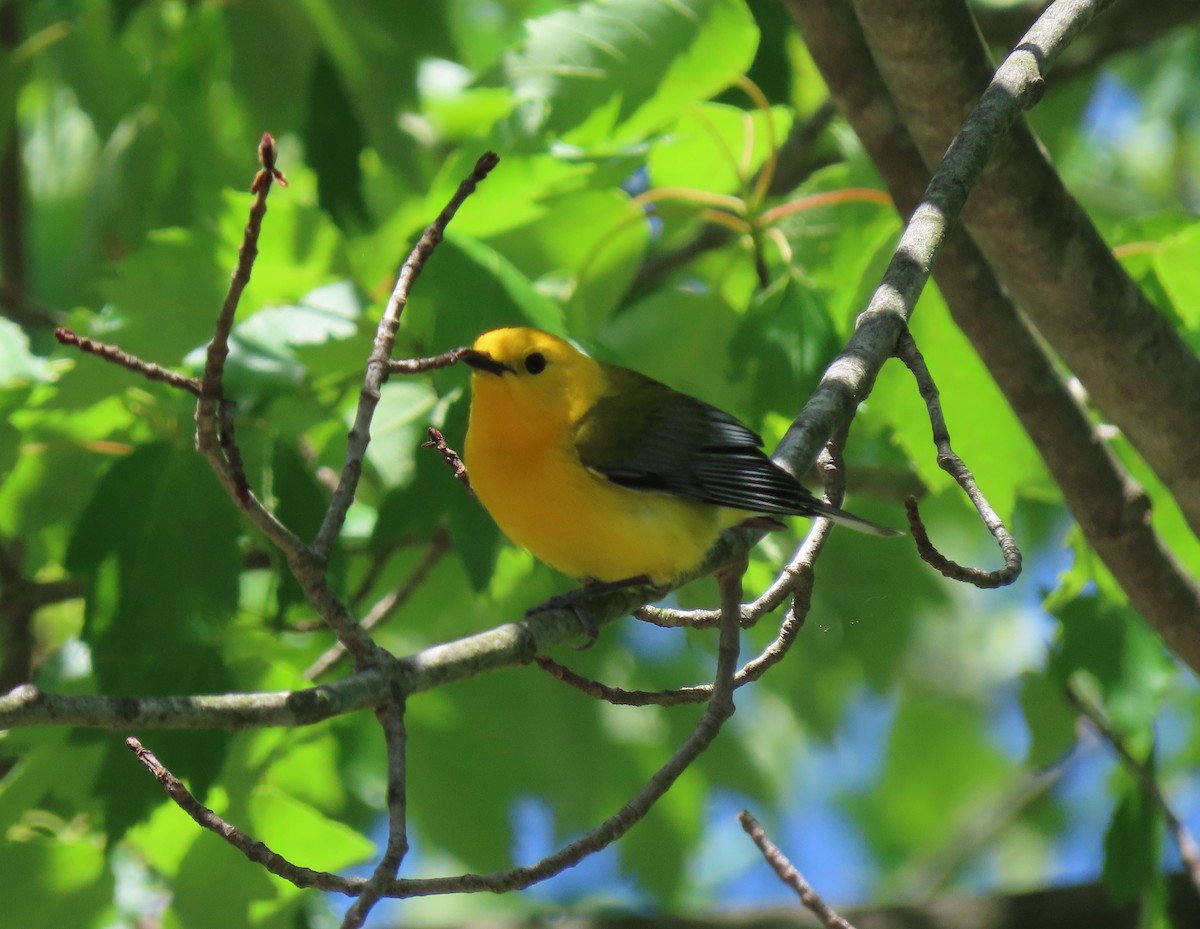 Prothonotary Warbler - ML635446780