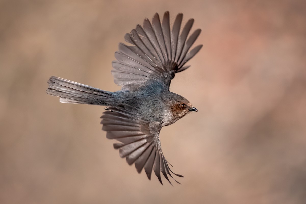 Bushtit - ML635446831