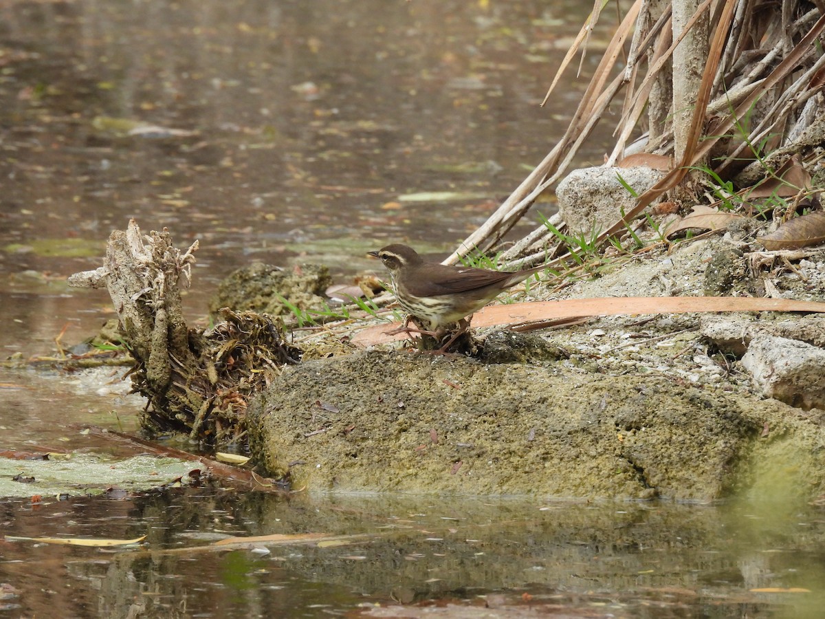 lesňáček olšový - ML635446865