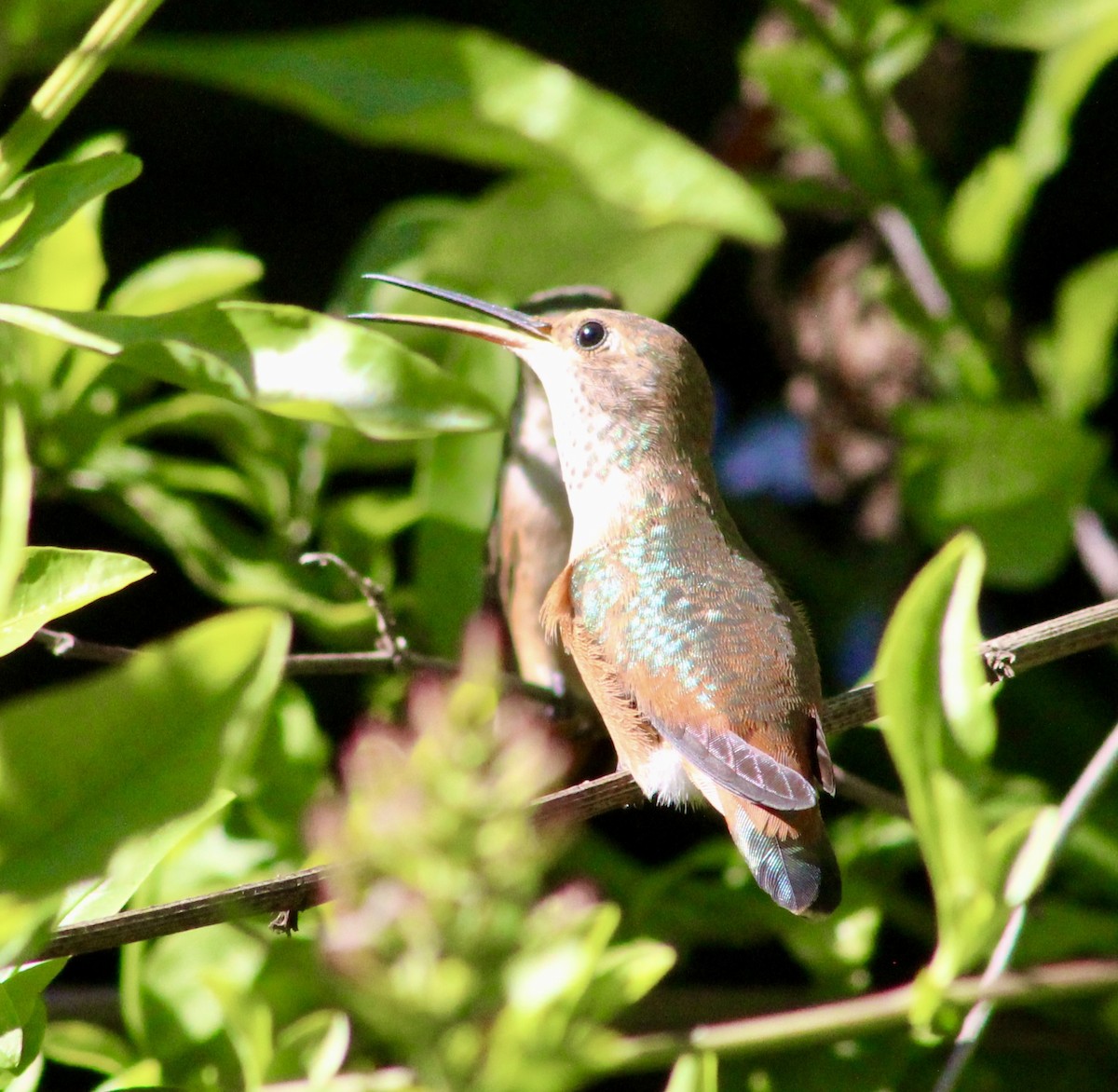 Allen's Hummingbird - ML635446877