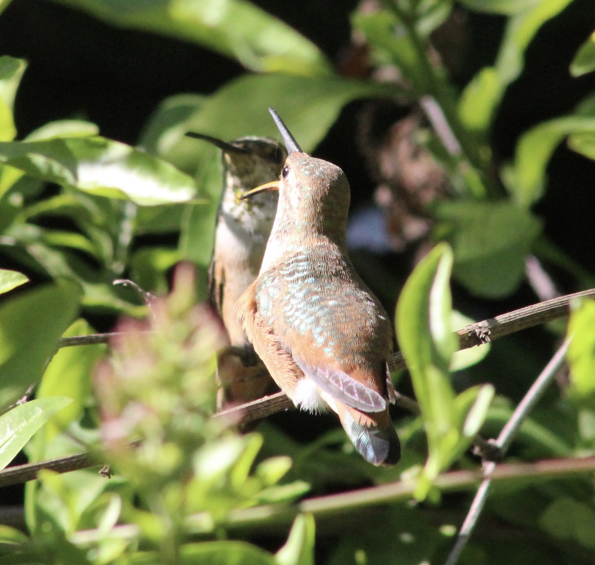 Allen's Hummingbird - ML635446878