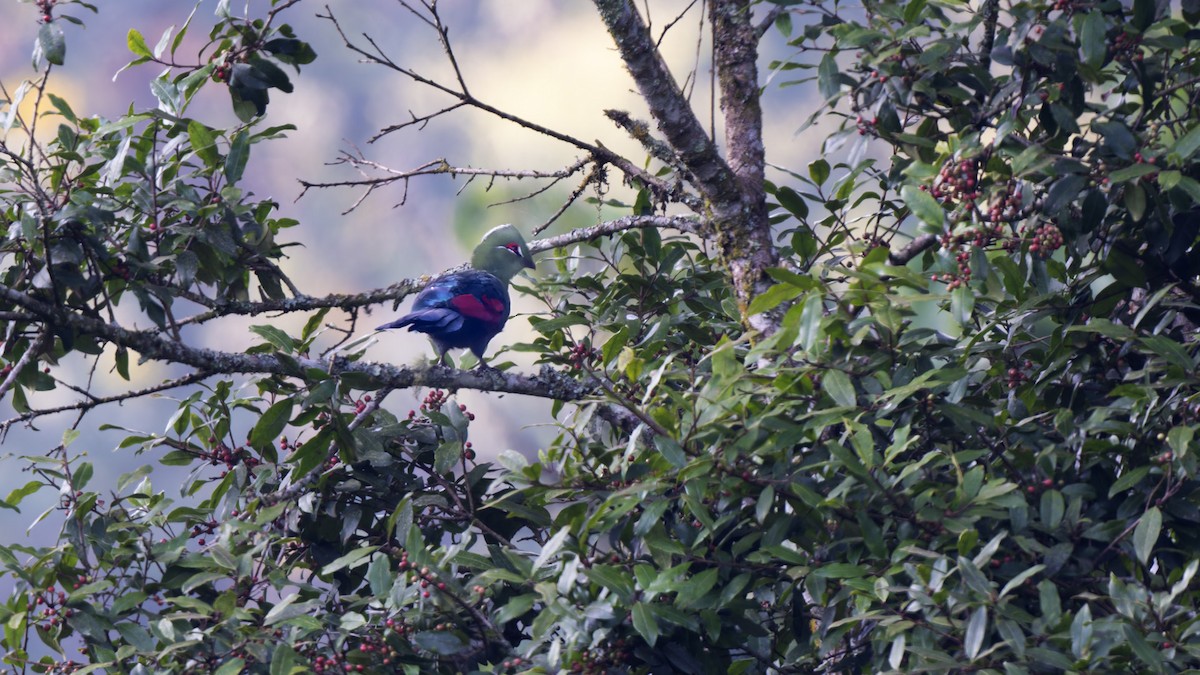Black-billed Turaco - ML635446880