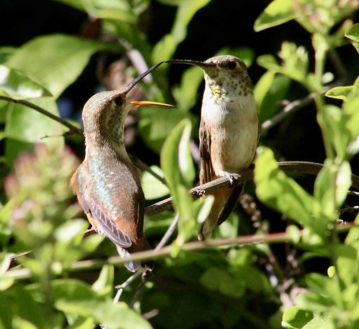 Allen's Hummingbird - ML635446881