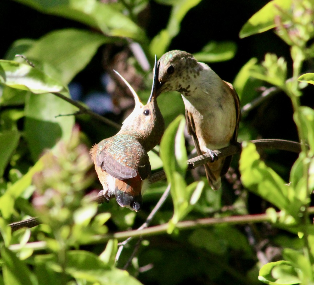 Allen's Hummingbird - ML635446894