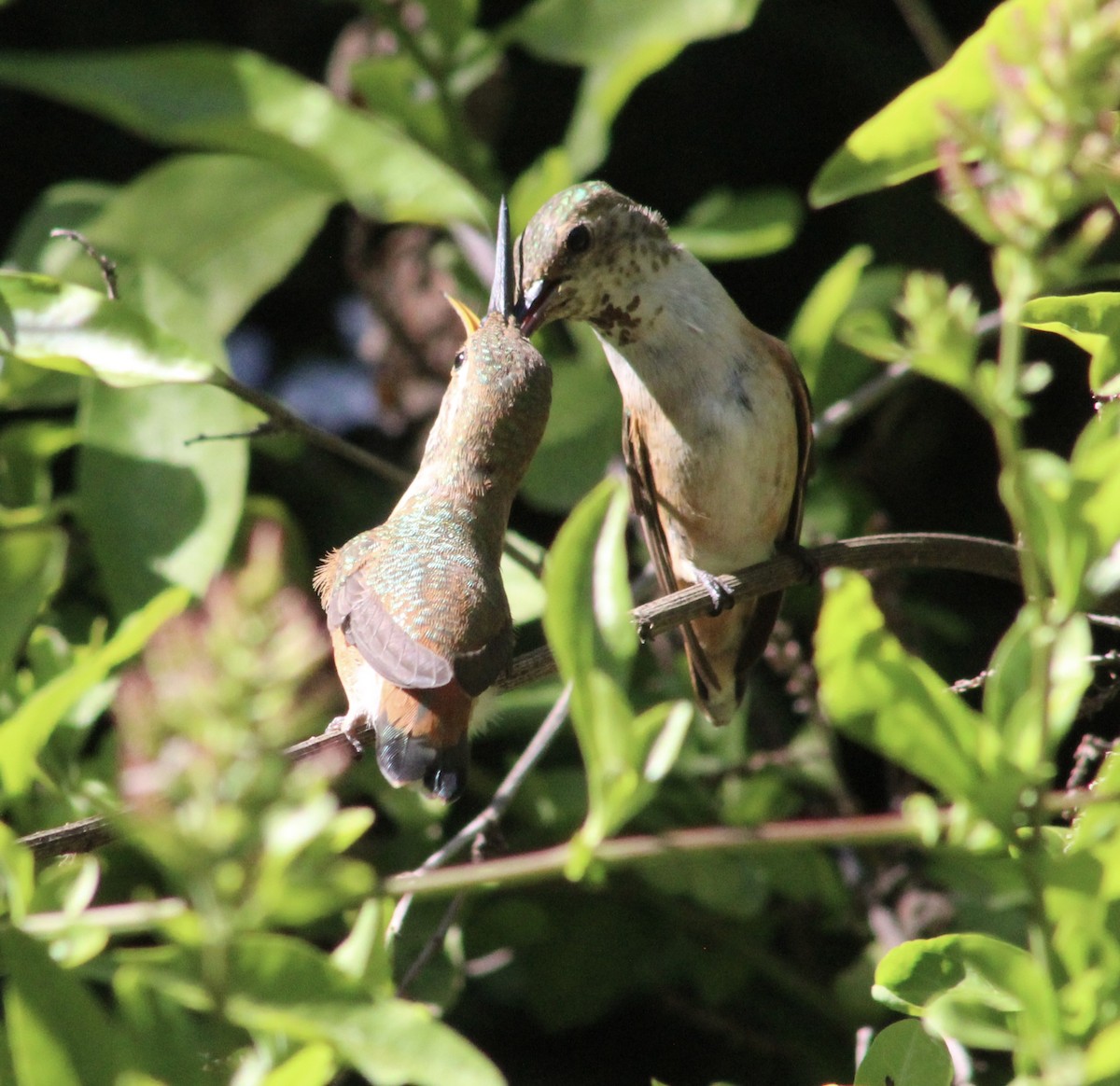 Allen's Hummingbird - ML635446896