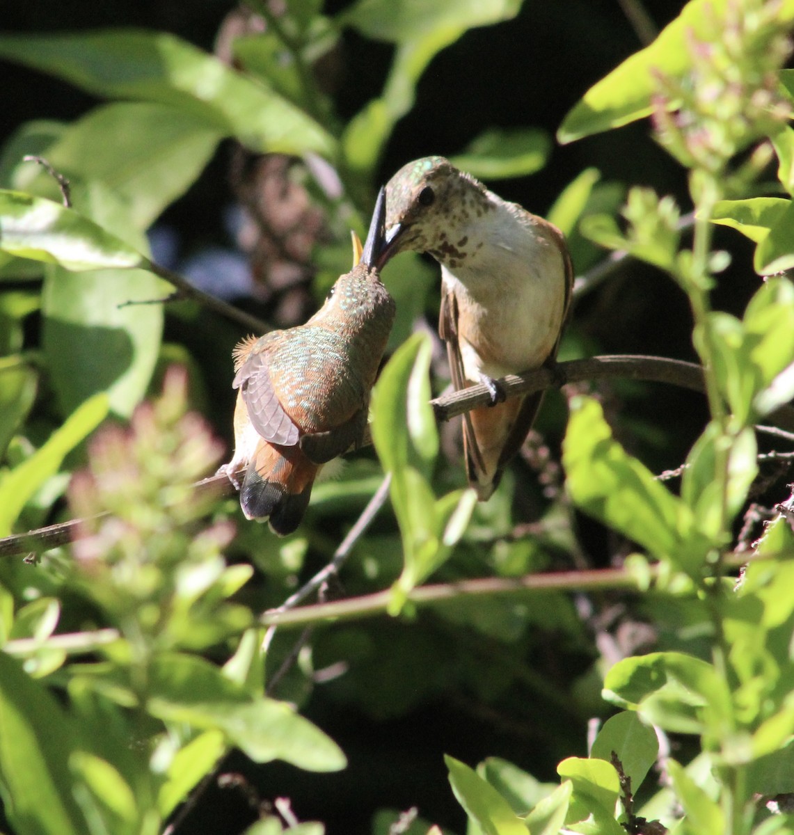 Allen's Hummingbird - ML635446901