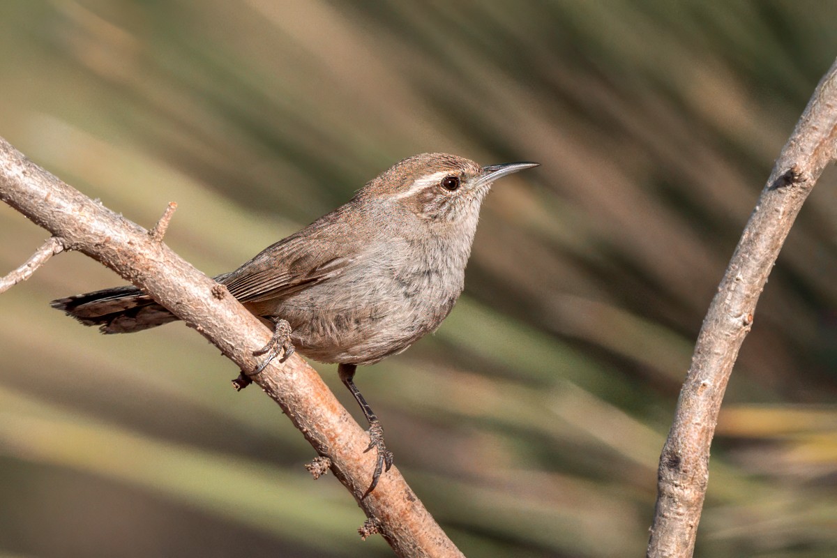 Bewick's Wren - ML635446910