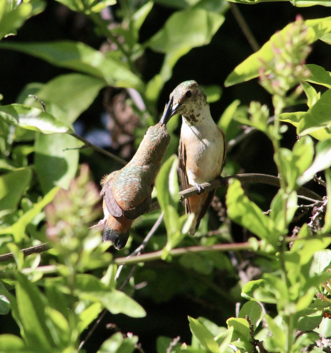 Allen's Hummingbird - ML635446912