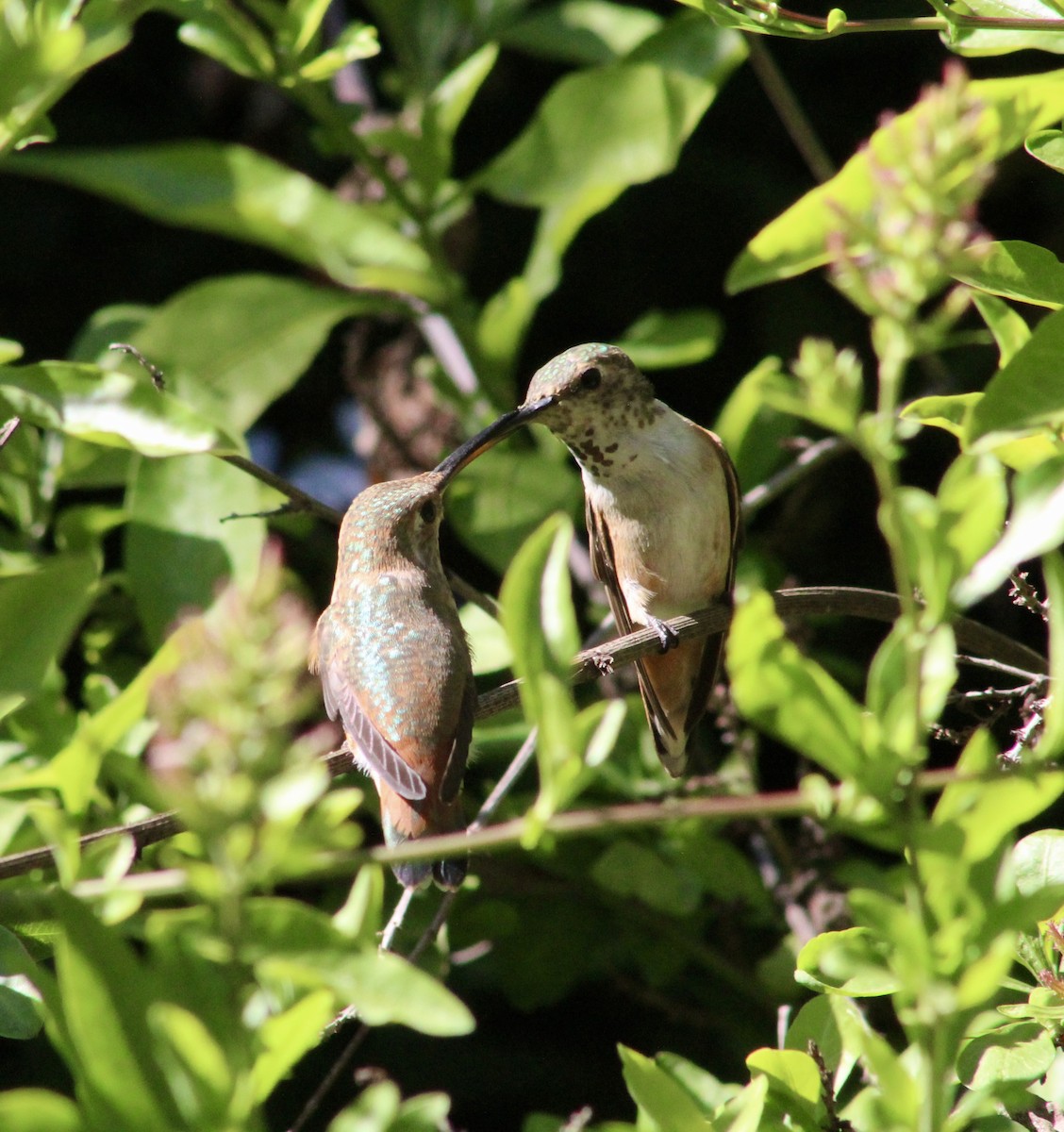 Allen's Hummingbird - ML635446914