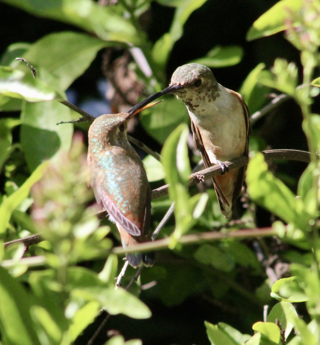 Allen's Hummingbird - ML635446928