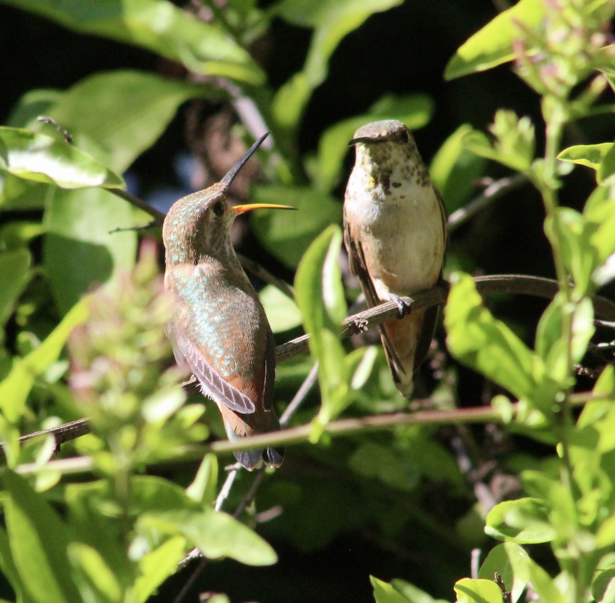 Allen's Hummingbird - ML635446943
