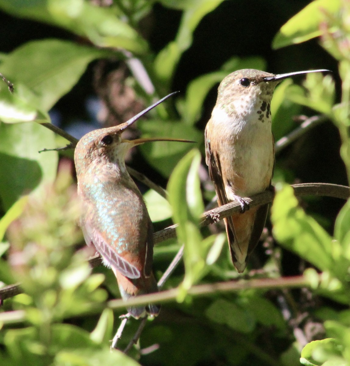 Allen's Hummingbird - ML635446950