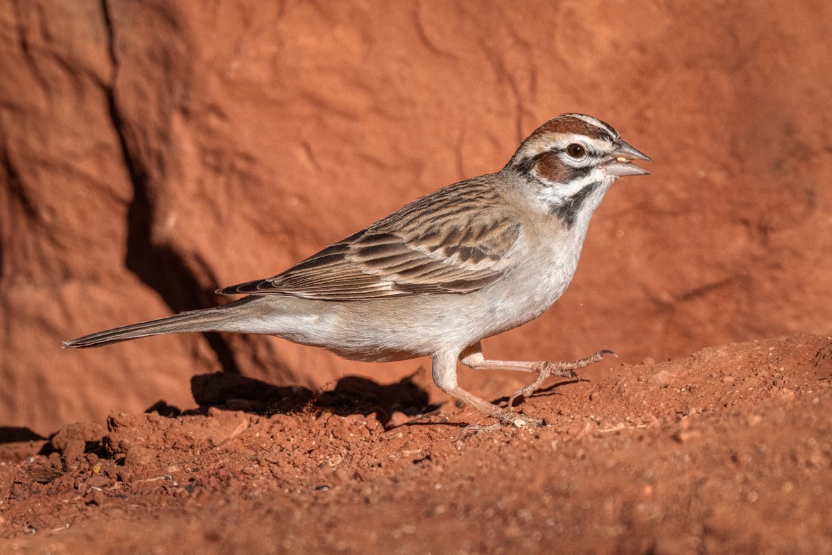 Lark Sparrow - ML635446978
